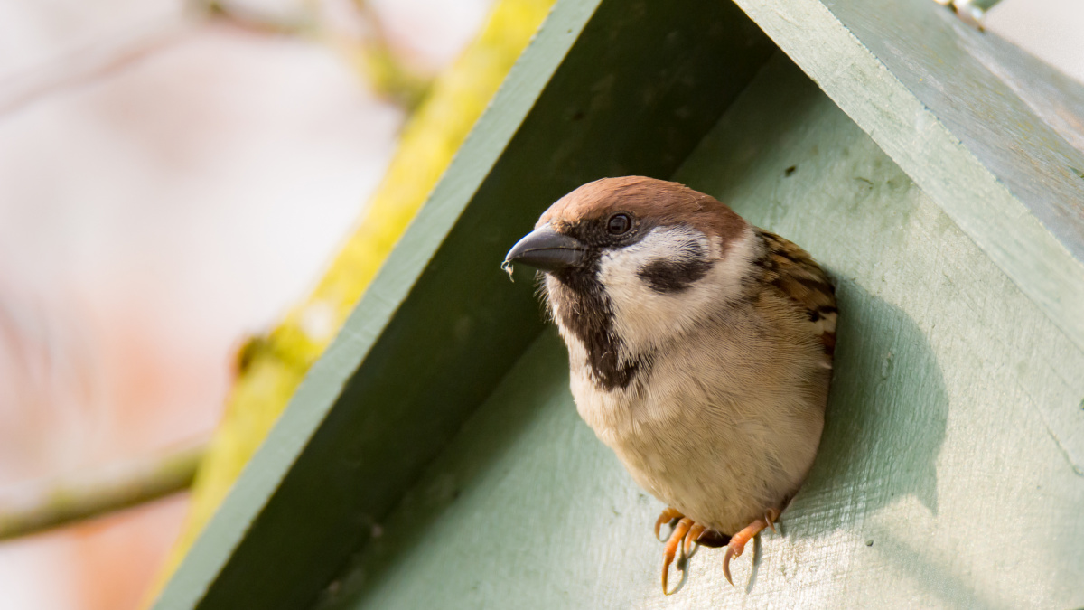 Ringmus in vogelhuisje | Deli Nature Greenline 