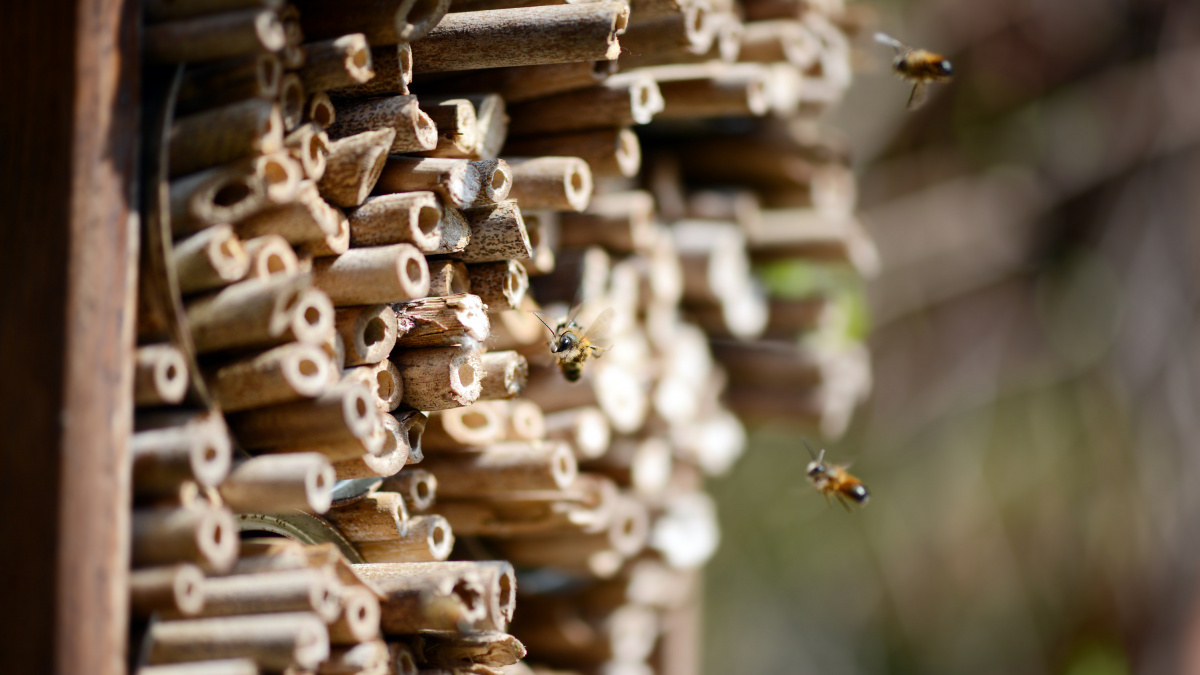 Bijen in de tuin met een bijenhotel| Deli Nature Greenline