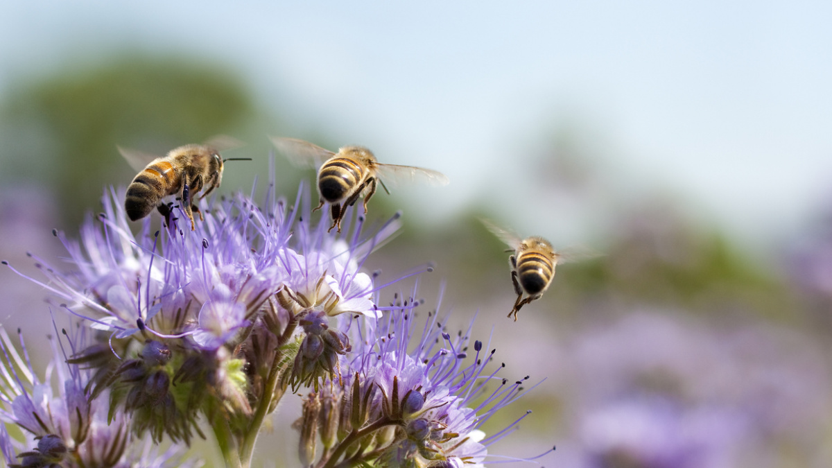 Bijen in de tuin | Deli Nature Greenline