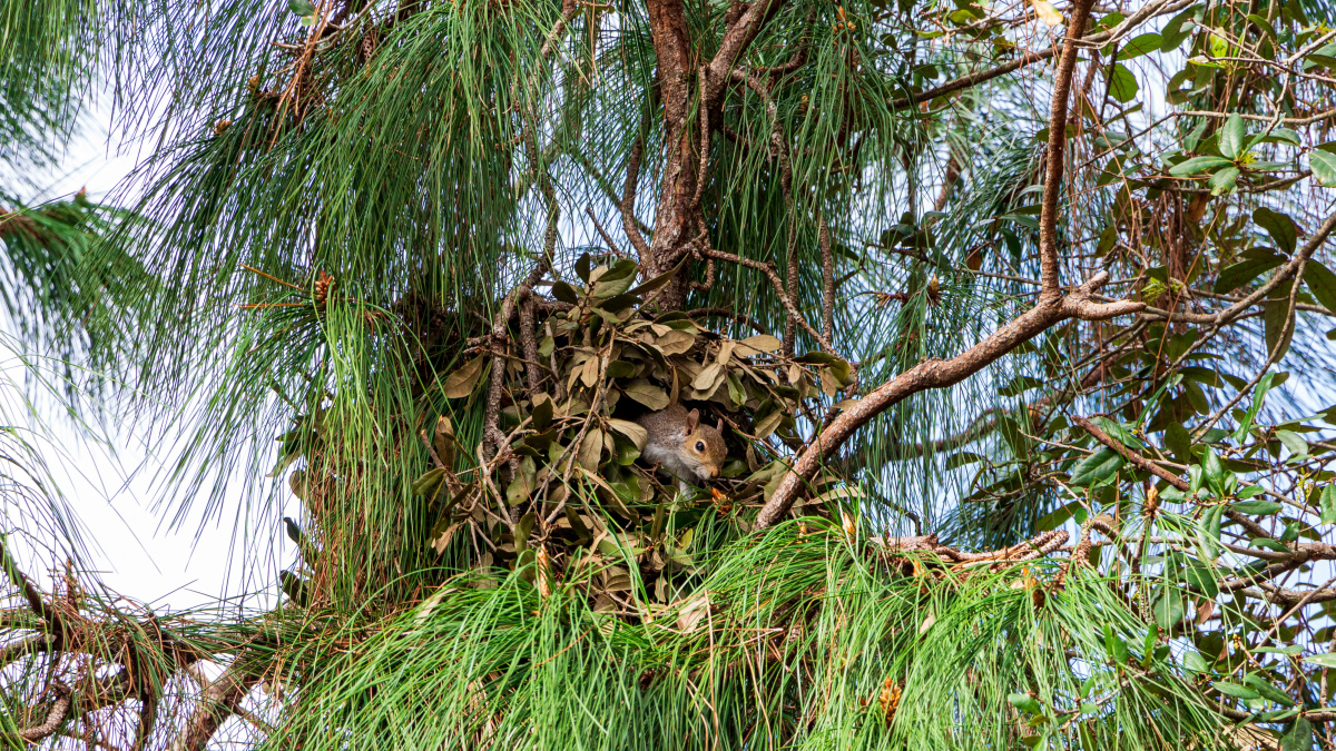 Nest van eekhoorn | Deli Nature Greenline