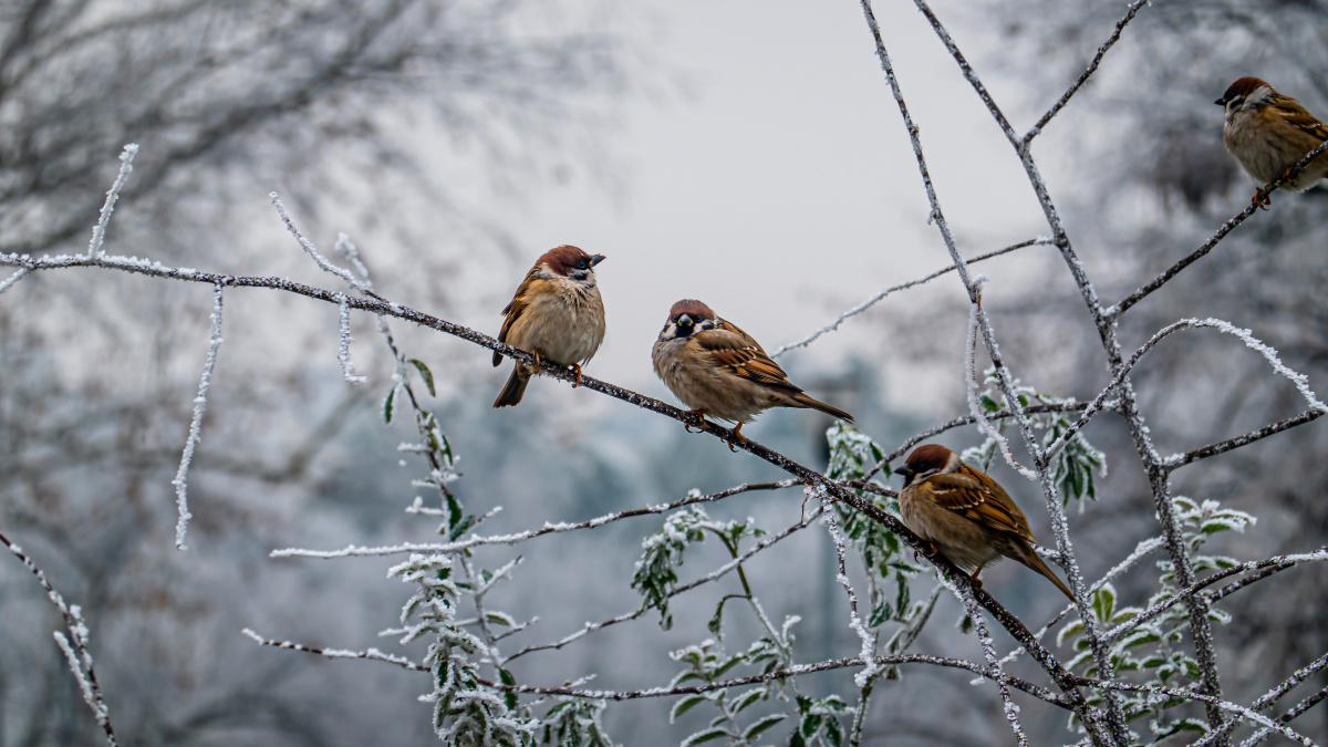 Vogels in de winter | Deli Nature Greenline
