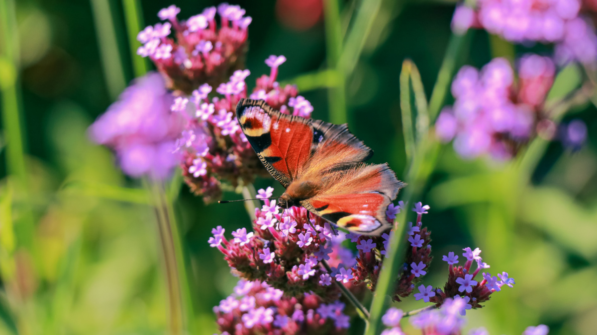 Dagpauwoog vlinder in de tuin | Deli Nature Greenline
