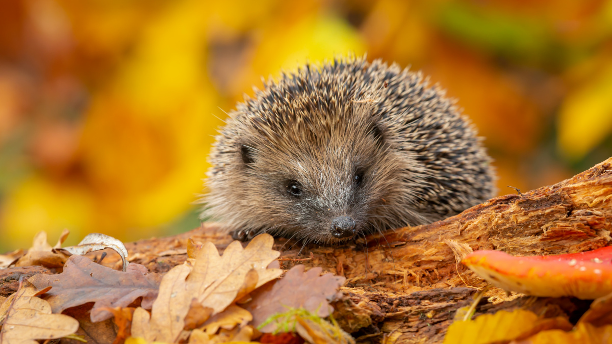 Egel in de tuin | Deli Nature Greenline