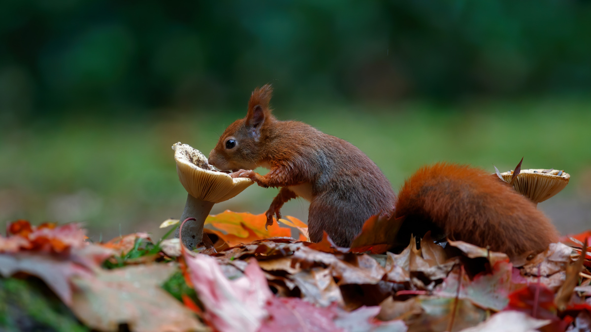 Wat eten eekhoorns? | Deli Nature Greenline