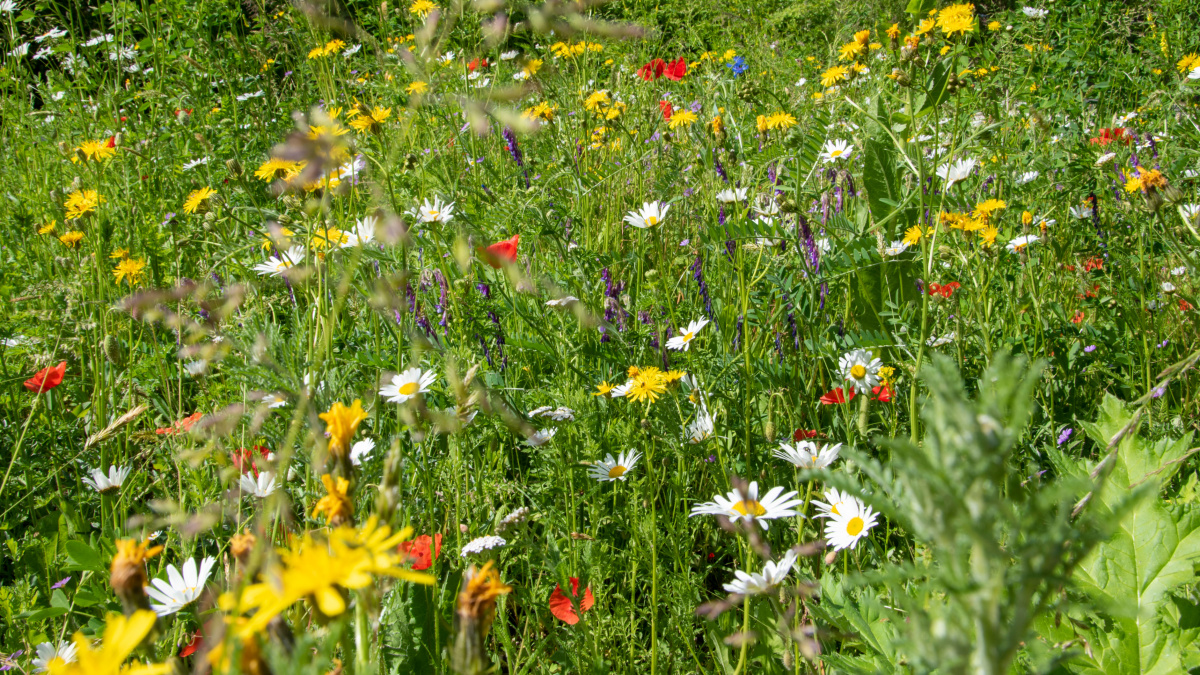 Natuurlijke bloemenweide | Deli Nature Greenline