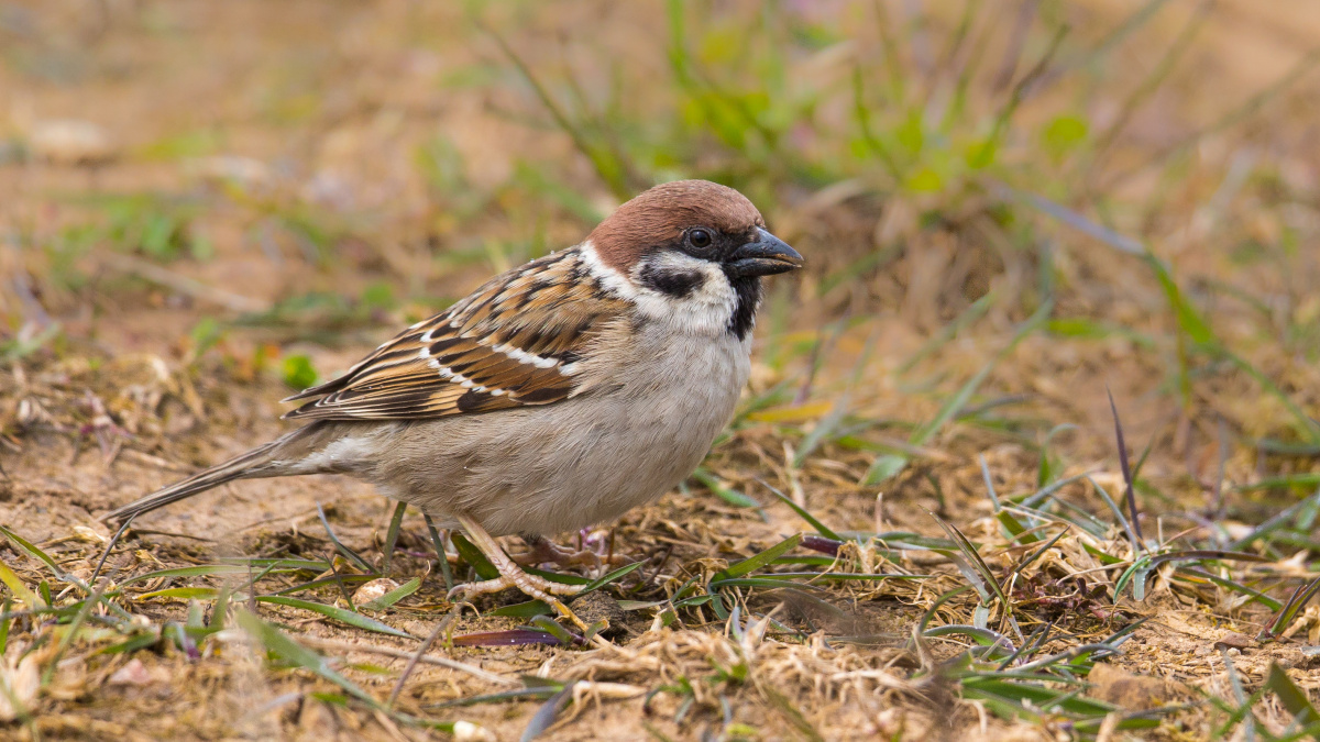 Vogels in de herfst | Deli Nature Greenline