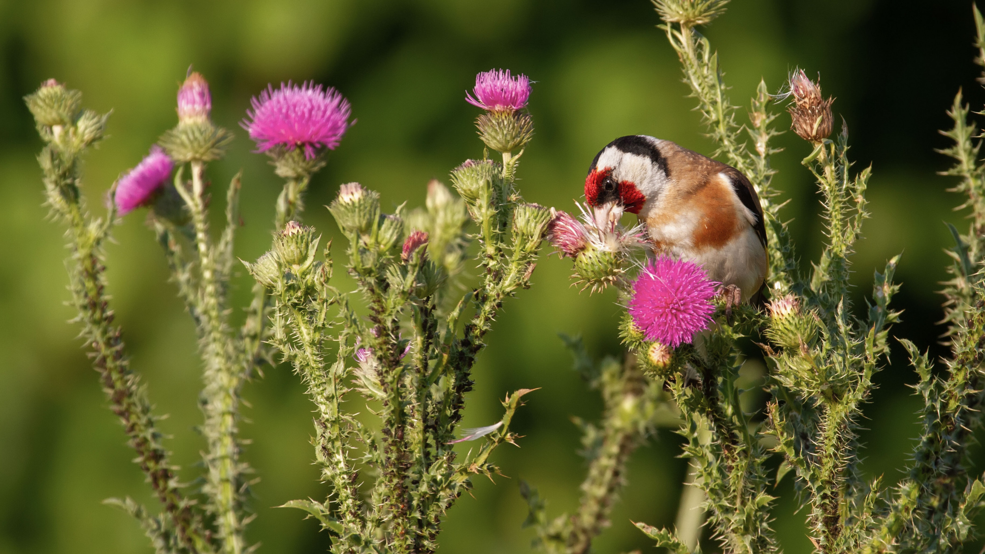 Bloemen voor vogels | Deli Nature Greenline