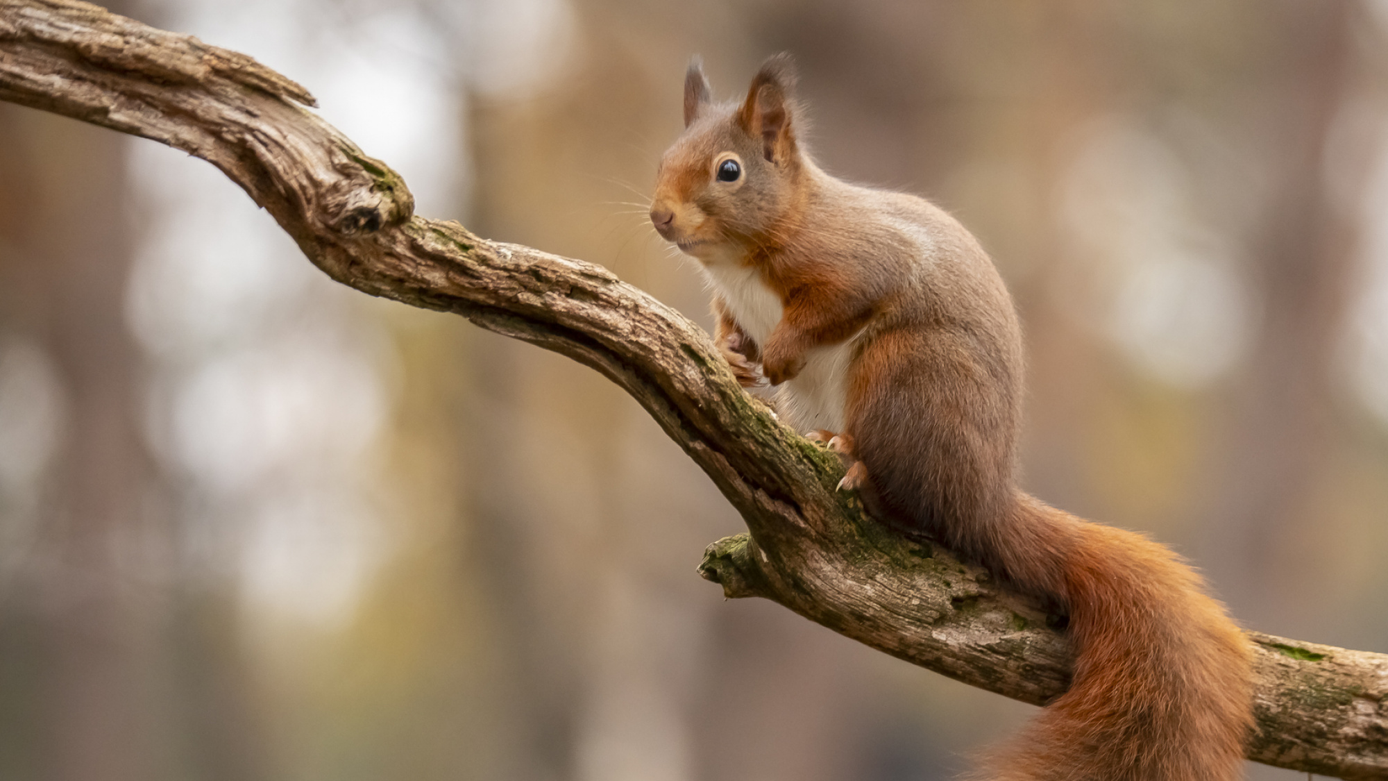 Rode eekhoorn in de tuin | Deli Nature Greenline