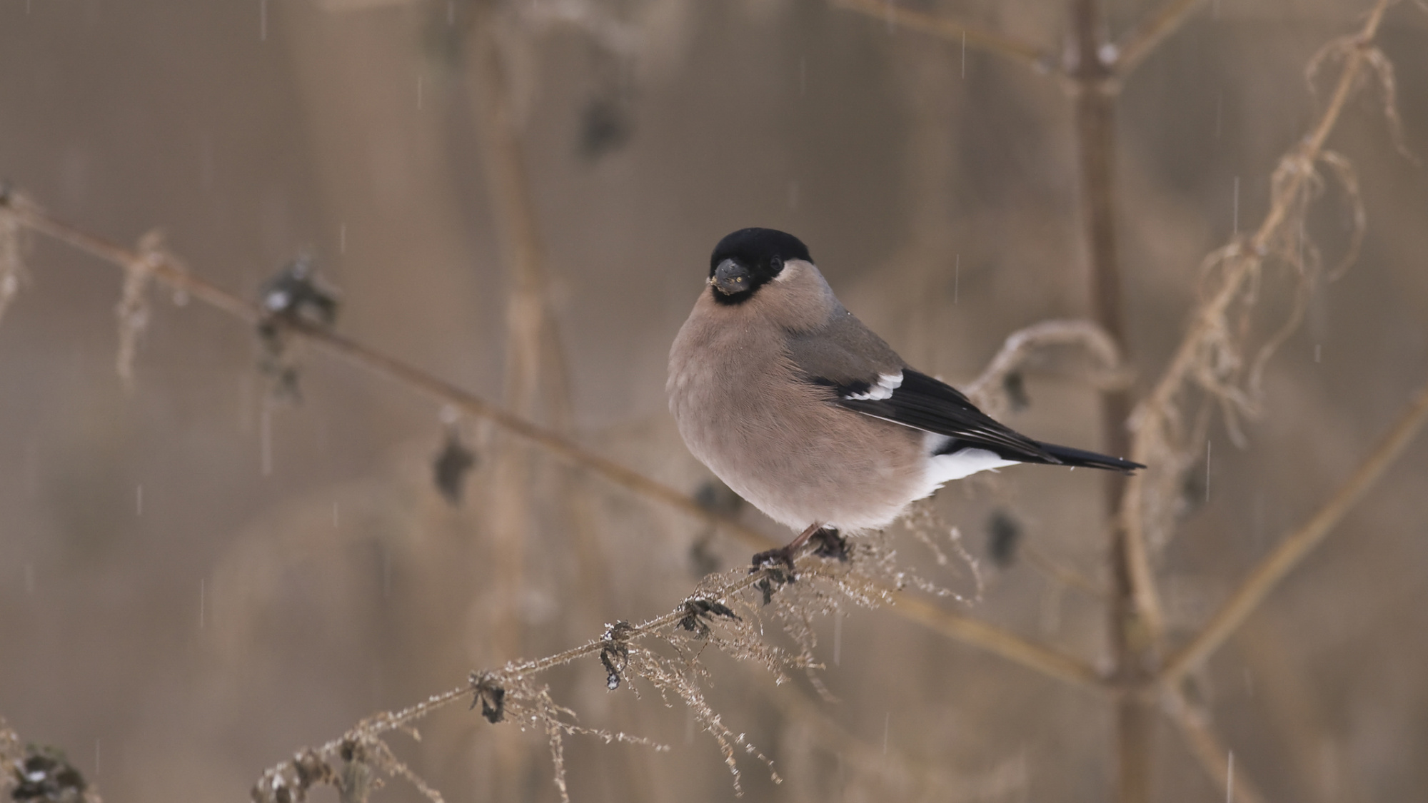 Goudvink | Vogels in de tuin | Deli Nature Greenline