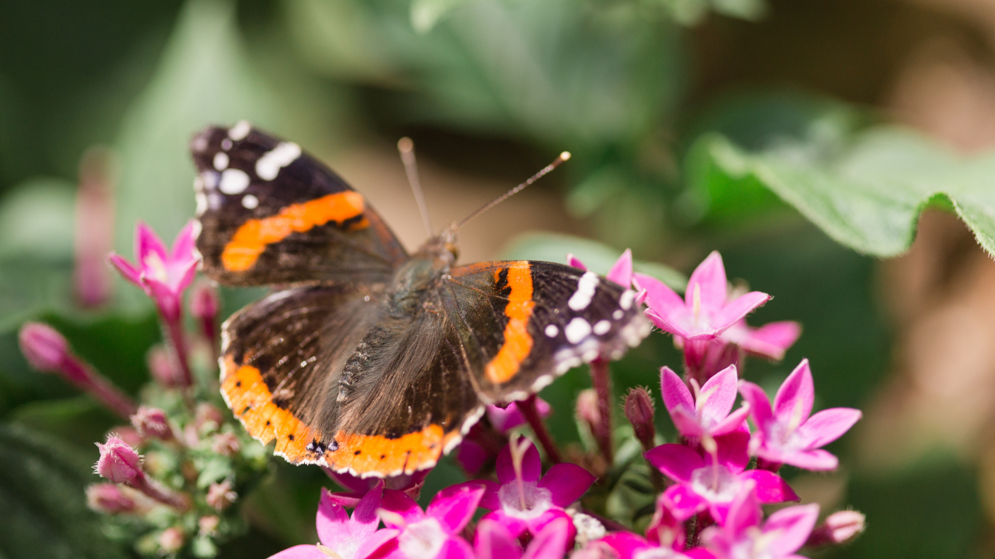 Atalanta vlinder in de tuin | Deli Nature Greenline