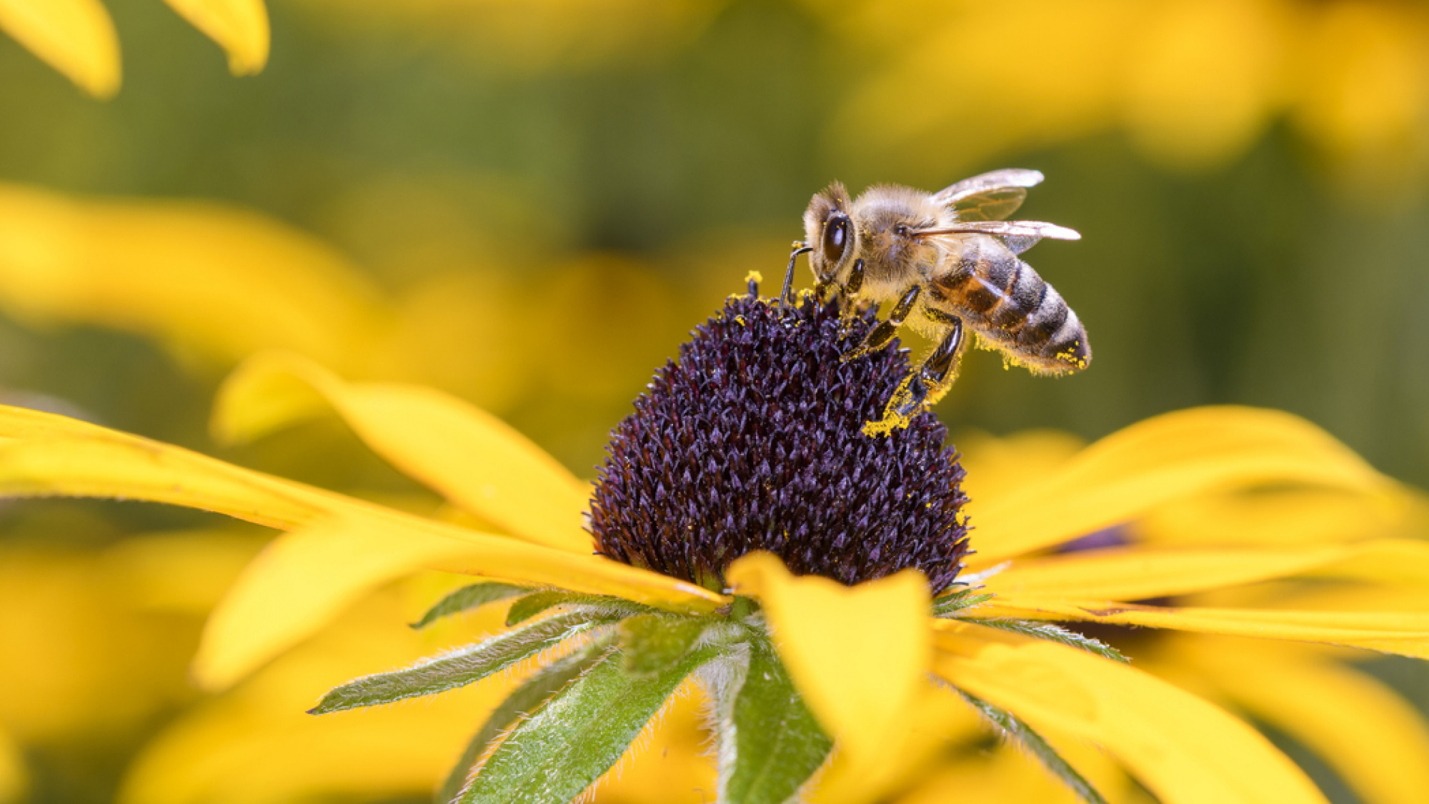 Bij vriendelijke tuin | Deli Nature Greenline