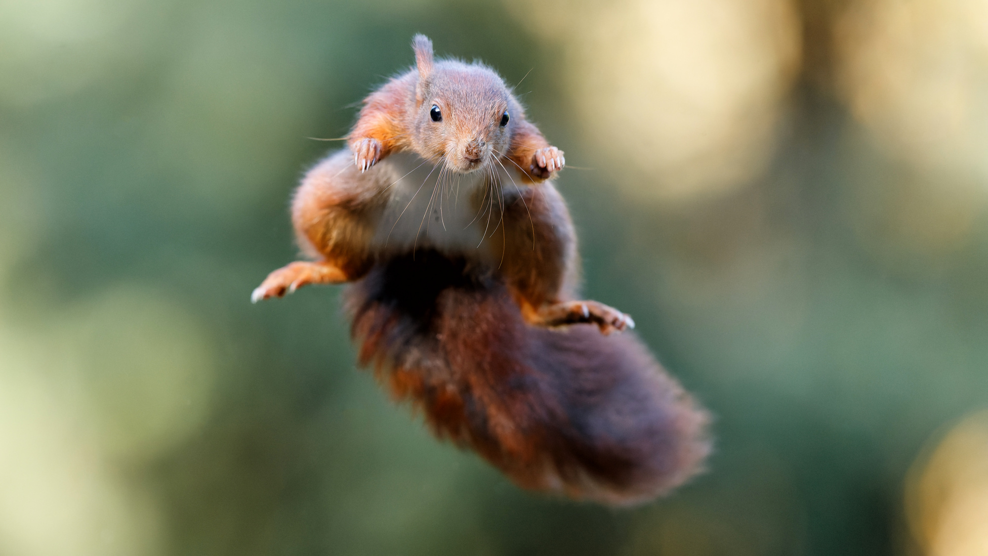 Voedsel voor eekhoorns | Deli Nature Greenline