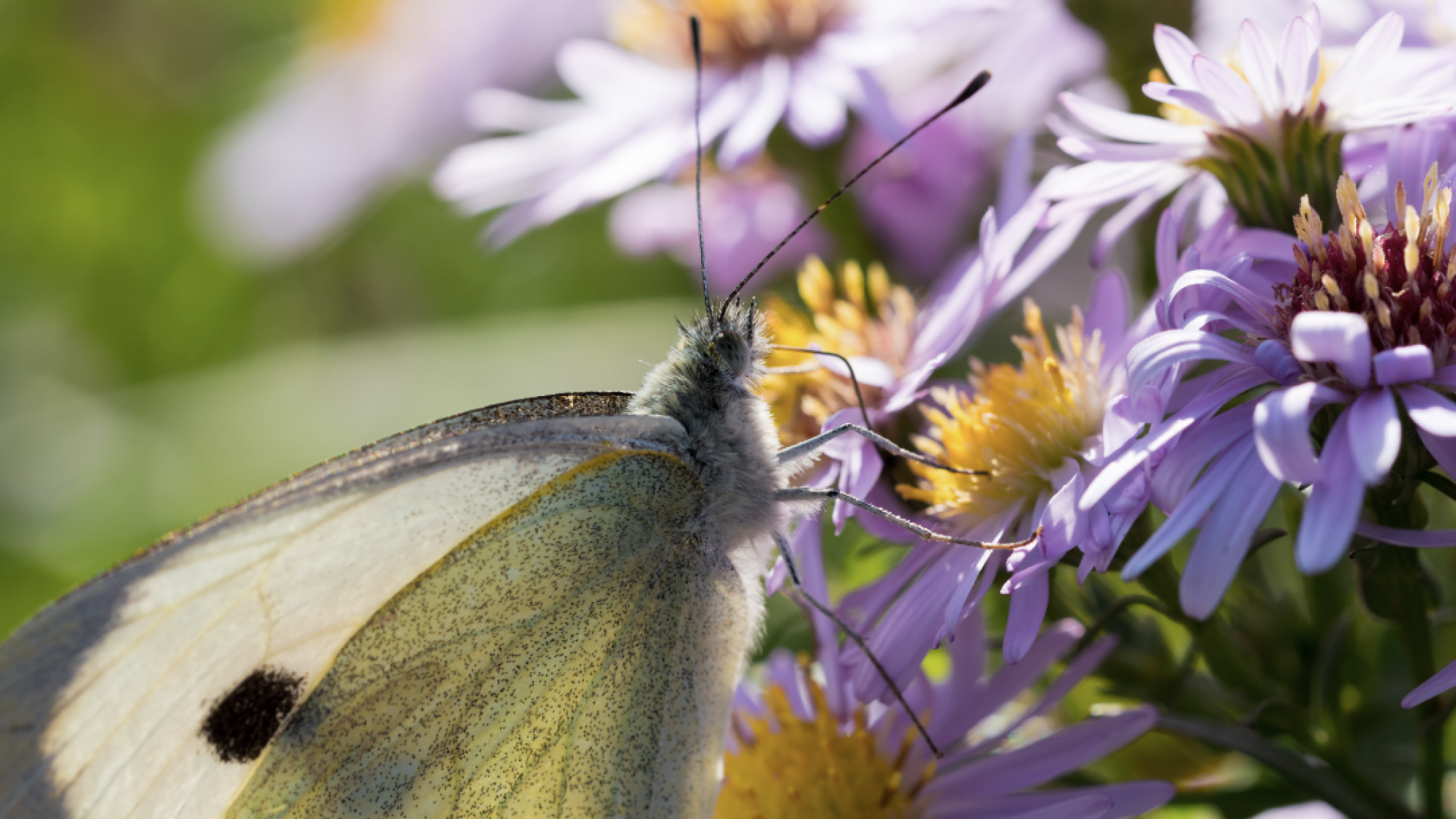 Vlinders herkennen | Deli Nature Greenline