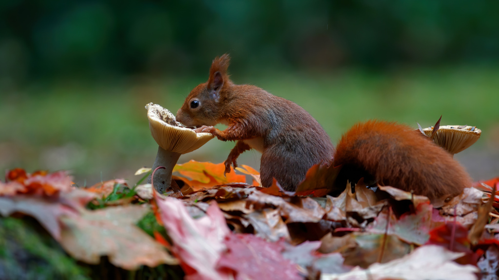 Voedsel voor eekhoorn | Deli Nature Greenline