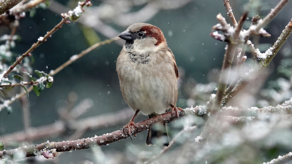 Alles over vogels in de winter | Deli Nature Greenline